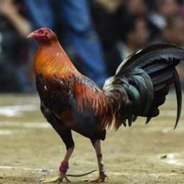 đá gà cựa dao ps1