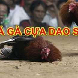 da ga cua dao.cam