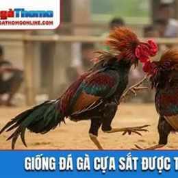 đá ga cua sat
