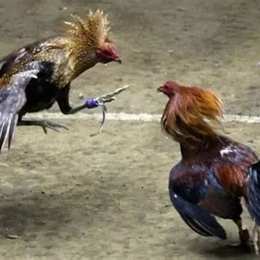 đá gà cựa tròn là gì