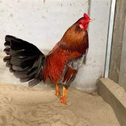 đá gà cựa tròn thomo trực tiếp