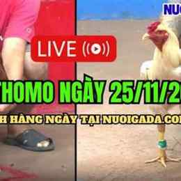 đá gà cúp c3 trực tiếp