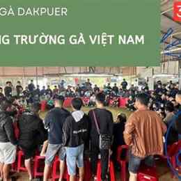 đá gà dak pek 888