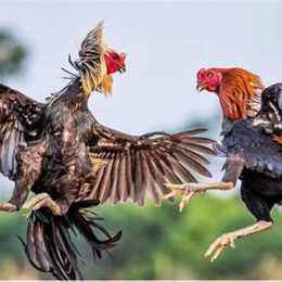 đá gà đánh số mấy