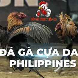 đá gà dao philippin