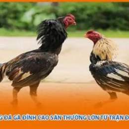 da ga dinh cao viet nam