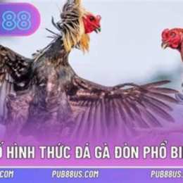 da ga don hay nhat