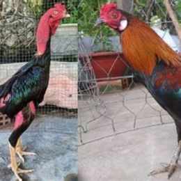 đá gà đòn miền bắc