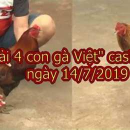 da ga giai 4 con ga viet