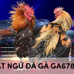 da ga giai 8/3