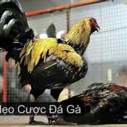đá gà giáp