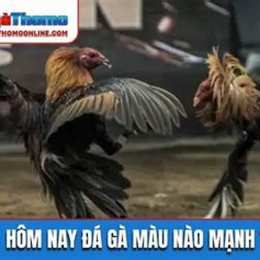 da ga hom nay c3
