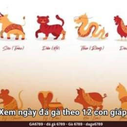 đá gà hôm nay có bình luận