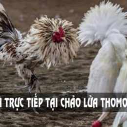 đá gà hôm nay thomo c3