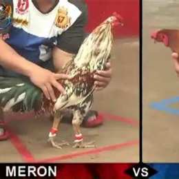 đá gà hom.nay