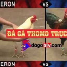 đá gà khờ mo trực tiếp hôm nay