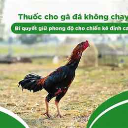 da ga khong chan