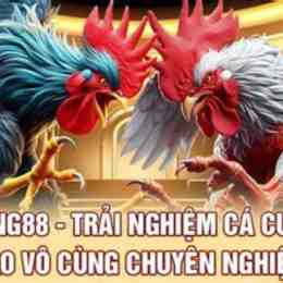 đá gà king 8888