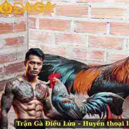 đá gà kinh 88