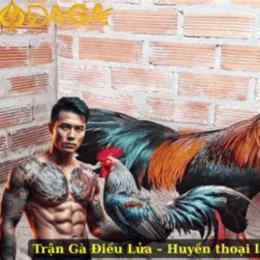 đá gà kinh điển