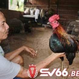 đá gà màu đỏ