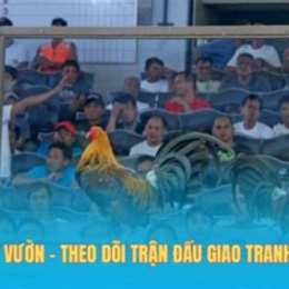 đá gà miệt vườn