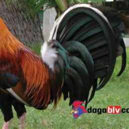 đá gà mít trà cú và lão ngoan đồng