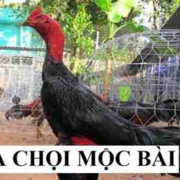 dá gà mộc bài