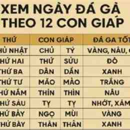 da ga ngay 11/12