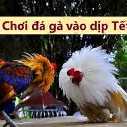 đá gà ngày 14 tháng 9