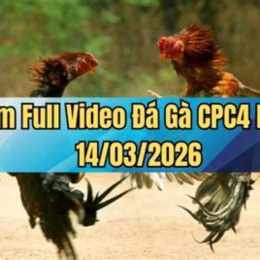 đá gà ngày 14/3