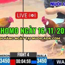 đá gà ngày 16 tháng 10