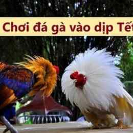 đá gà ngày 17 tháng 09