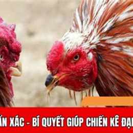 đá gà ngày 24 thắng 6