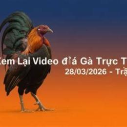 đá gà ngày 28 tháng 6