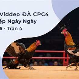 đá gà ngày 29/7