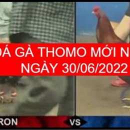 đá gà ngày 30 tháng 6