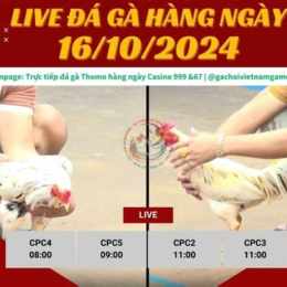 đá gà ngày 3/3