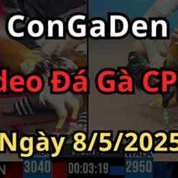 đá gà ngày 8 5 2025