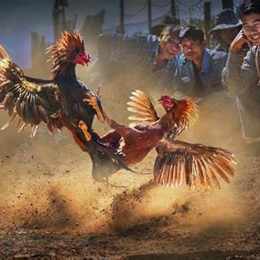 đá gà ở quận 6