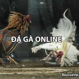 đá gà online cá cược