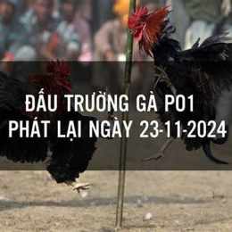 đá gà phát lại ngày hôm nay