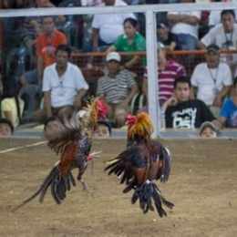 đá gà philippin hôm nay
