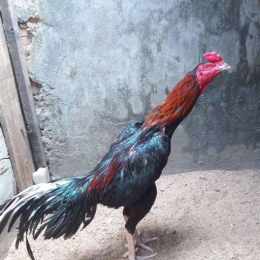 đá gà phu phu với đăng black
