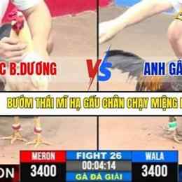 đá gà phúc bình dương mới nhất