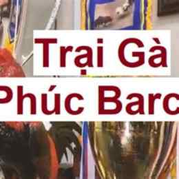 da ga phuc binh duong