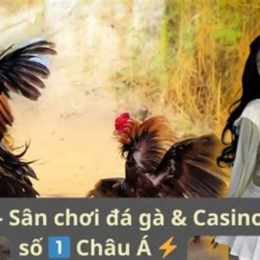 đá gà sv 368