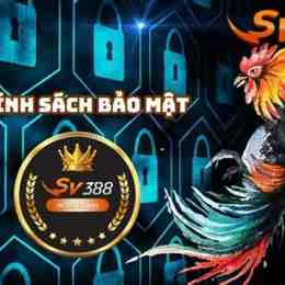 đá gà sv 388