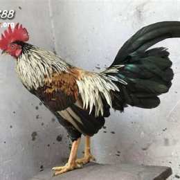đá gà sv388 tại việt nam