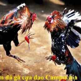 đá gà thaomo